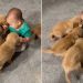 One Tiny Toddler Somehow Became the Leader of This Puppy Pack