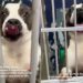 Human Learns Shelter Dog They Once Met Was Returned Twice but Still Refuses To Give up on Love