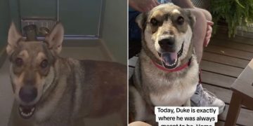 Shelter Dog Had Accepted His Cruel Fate, Until He Saw His Life Change