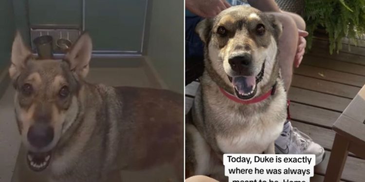 Shelter Dog Had Accepted His Cruel Fate, Until He Saw His Life Change