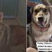 Shelter Dog Had Accepted His Cruel Fate, Until He Saw His Life Change