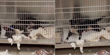 Shelter Dog Does One Unexpected Thing That Makes Human See Her Heartbreaking Reality