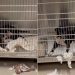 Shelter Dog Does One Unexpected Thing That Makes Human See Her Heartbreaking Reality
