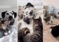 Big Dog Mothers ‘Babies’ Who Aren’t Even Her Own & Gives Human Hope for Something Beautiful