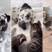 Big Dog Mothers ‘Babies’ Who Aren’t Even Her Own & Gives Human Hope for Something Beautiful