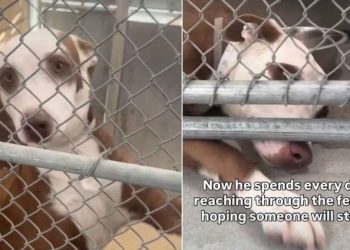 Shelter Dog’s Tiny Paw Reaches Out of Kennel, Hoping Someone Will Hold It