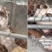 Shelter Dog’s Tiny Paw Reaches Out of Kennel, Hoping Someone Will Hold It