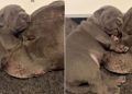 Mama Dog’s Little Baby Snuggles Close to Her but What Happens Next Unfolds a Gentle Tale