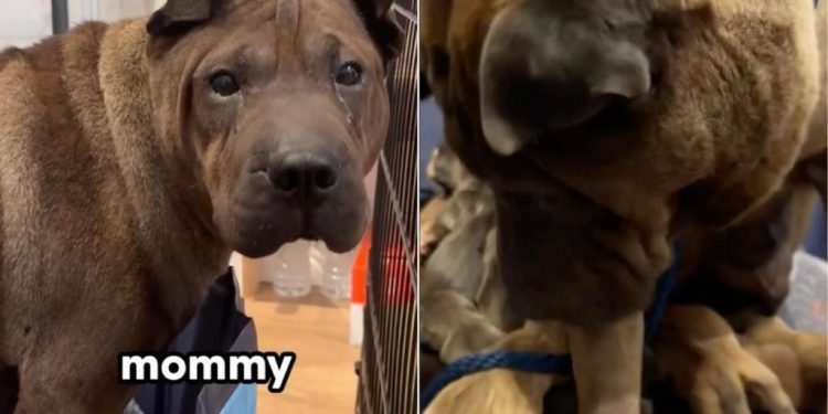 Mama Dog Gives Birth Soon After Rescue & Holds Her Babies Close Like She’s Afraid To Lose Them