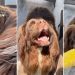 Big Dog Is Heartbroken, Thinking Only Grandma Can Fix His Favorite Toy, Until This Happens