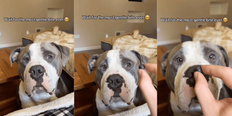 Human Realizes She Never Has To Worry About Dog Because He Knows Exactly How Gentle To Be