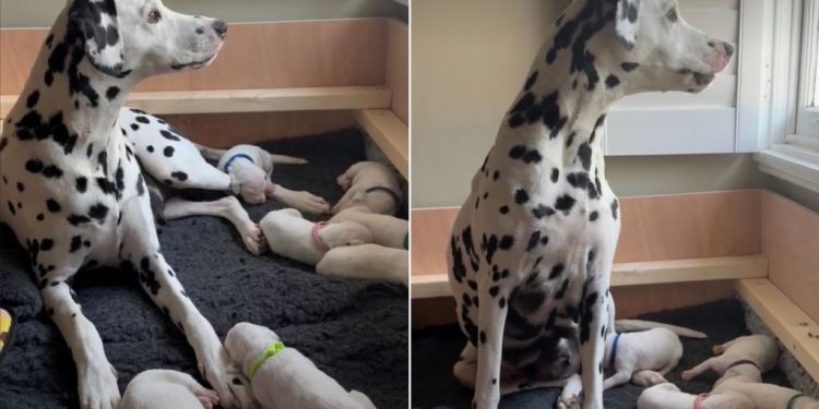 Mama Dog’s Little Baby Clings to Her Paw Afraid To Let Go, Then Moves Closer for Snuggles