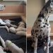 Mama Dog’s Little Baby Clings to Her Paw Afraid To Let Go, Then Moves Closer for Snuggles