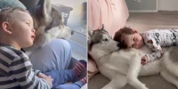 Dog Loves Baby Sibling in a Way That Says More Than Words Ever Could