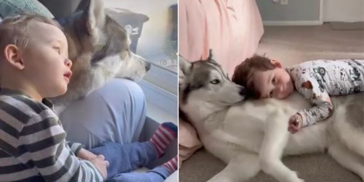 Dog Loves Baby Sibling in a Way That Says More Than Words Ever Could