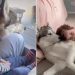 Dog Loves Baby Sibling in a Way That Says More Than Words Ever Could