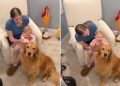 Golden Retriever Doesn’t Know It Yet but Little Baby Will Grow up & Change His Whole World