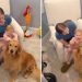 Golden Retriever Doesn’t Know It Yet but Little Baby Will Grow up & Change His Whole World
