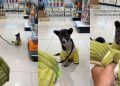 Rescue Puppy Hears a Squeaky Toy for the First Time, Learns Life Is More Than Just Survival