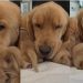 Mama Golden Retriever’s Tiny Baby Moves Closer for Snuggles Like That’s All She Needs