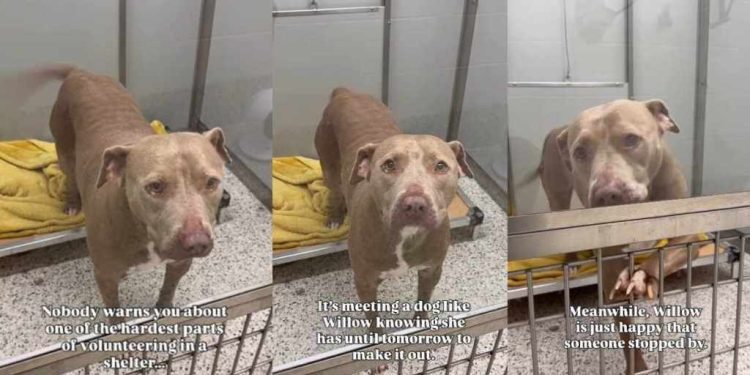 Shelter Dog on ‘Borrowed Time’ Can’t Hide Her Joy When Someone Stops To Greet Her