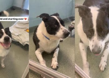 Dog Found as Stray Returns to the Same Shelter He Was Adopted From Years Ago
