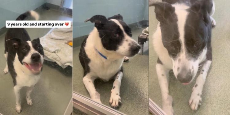 Dog Found as Stray Returns to the Same Shelter He Was Adopted From Years Ago