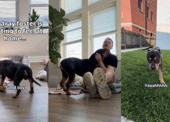 Rescue Dog Found as a Stray Refuses To Leave Home at Night, Fearing What Might Happen Next