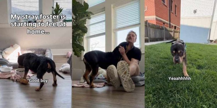 Rescue Dog Found as a Stray Refuses To Leave Home at Night, Fearing What Might Happen Next