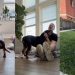 Rescue Dog Found as a Stray Refuses To Leave Home at Night, Fearing What Might Happen Next