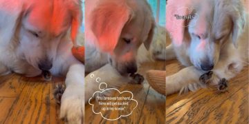 Golden Retriever Gets Excited To See His Little ‘Babies’ & Then Does Something Unthinkable