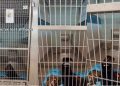 Shelter Dog Lays Quietly in Kennel, Losing All Hope of Ever Finding a Home