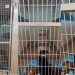 Shelter Dog Lays Quietly in Kennel, Losing All Hope of Ever Finding a Home