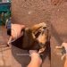 Stray Pup Just Wants Belly Rubs, & What She Does Next Proves She Loves Humans