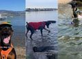 Dog Proves Sometimes All We Need to Face Our Fears Is a Little Time