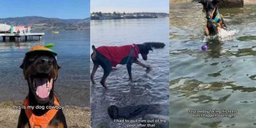 Dog Proves Sometimes All We Need to Face Our Fears Is a Little Time