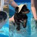 Tiny Puppy’s First Time Swimming in the Pool Goes Better Than Expected With a Little Help
