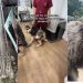 Rescue Pup Spent His Life in a Tiny Cage, Hiding a Story More Heartbreaking Than It Seems