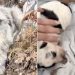 Mama Stray Dog Living in a Roadside Ditch With Her Only Baby Never Expected What Came Next