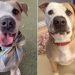 Human Tells Shelter Dog Nobody Came for Him Again & Watches His Heart Break a Little More