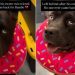 Shelter Dog Left Behind All Alone Waits for Some Place to Call Home