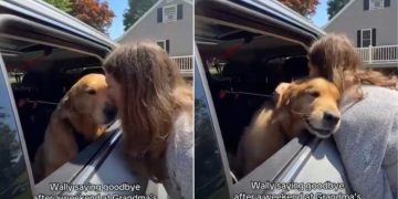 Golden Retriever Turns Into a Baby While Bidding Farewell to Grandma