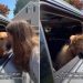 Golden Retriever Turns Into a Baby While Bidding Farewell to Grandma