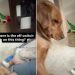 Golden Retriever Can’t Quite Figure Out the New Baby but Decides to Give It a Try
