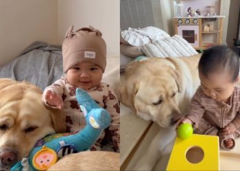 Human Realizes Big Dog Has Always Known Little Baby’s Love, Even Without Words