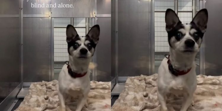 ‘Blind’ Shelter Dog Frantically Bumps Into Kennel Walls Like He’s Looking for Someone