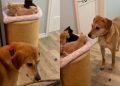 Dog Longingly Looks for His ‘Babies’ Everywhere, Then Completely Freezes When He Finds Them