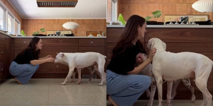 Soul Dog With Terminal Cancer Trains New Puppy To Love Mom