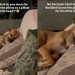 Dog Decides To Use the Pillow for His ‘Little Head,’ Leaves Human Completely Speechless