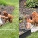 Dog Chases Toddler in the Backyard Until She Falls, Then Comforts Her With Sweet Kisses